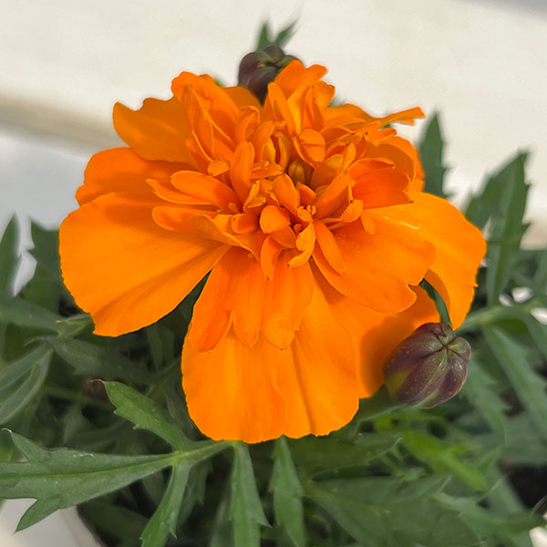 マリーゴールド ：スーパーヒーロー オレンジ3号ポット