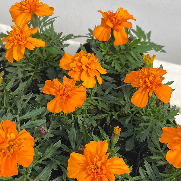 マリーゴールド ：スーパーヒーロー オレンジ3号ポット