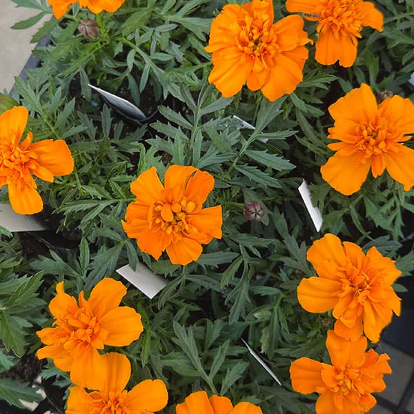 マリーゴールド ：スーパーヒーロー オレンジ3号ポット