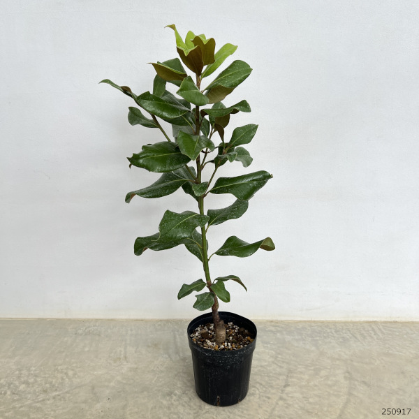 タイサンボク:プラエコックス 6号ポット