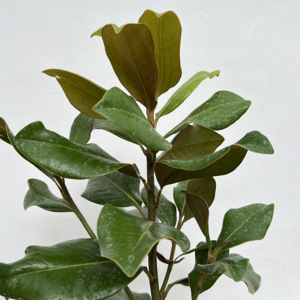 タイサンボク:プラエコックス 6号ポット