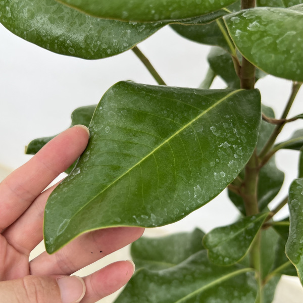 タイサンボク:プラエコックス 6号ポット