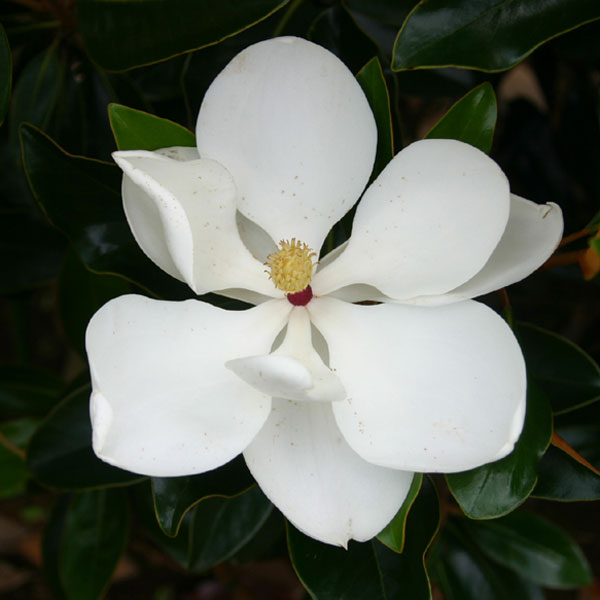 タイサンボク:プラエコックス 6号ポット