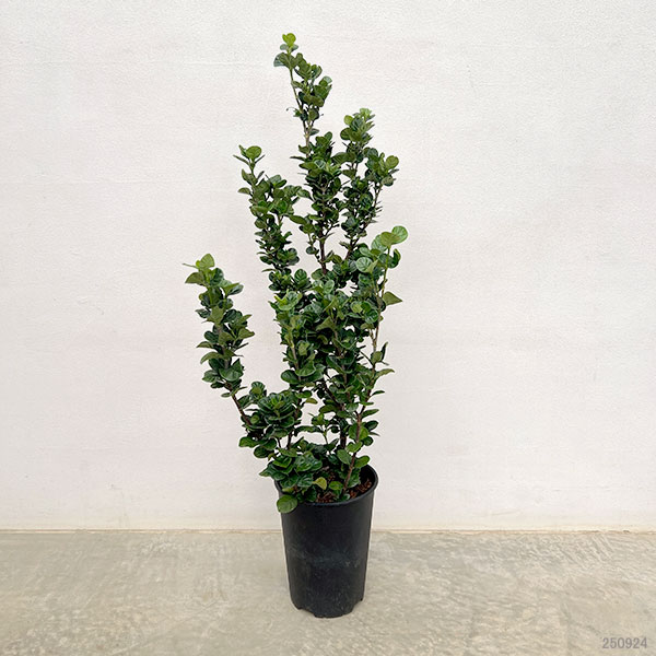 クチナシ（ガーデニア）：ダイヤモンドスパイア6号ポット