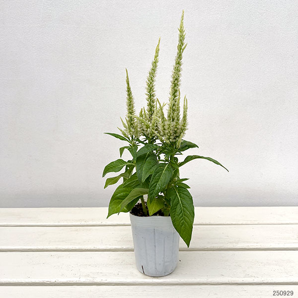 セロシア（ケイトウ）：サンディ グリーン3号ポット