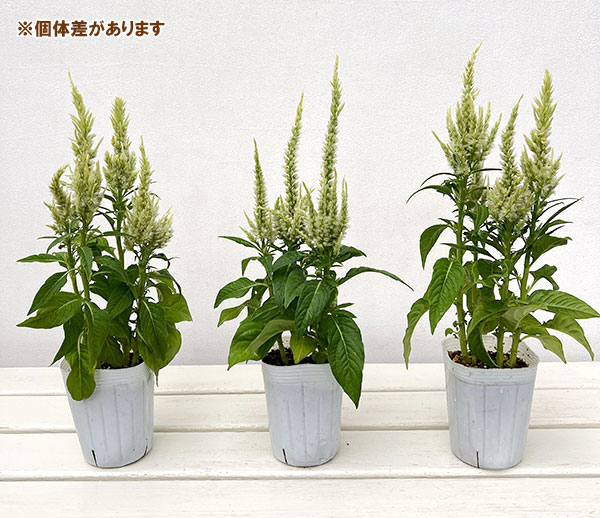 セロシア（ケイトウ）：サンディ グリーン3号ポット