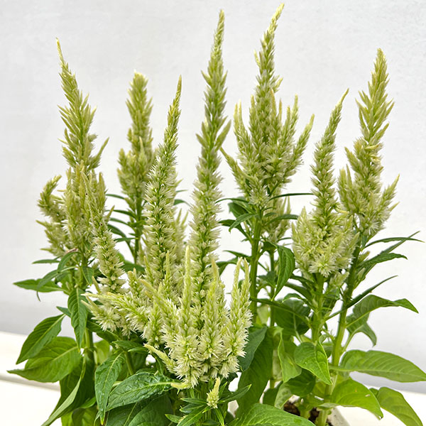 セロシア（ケイトウ）：サンディ グリーン3号ポット