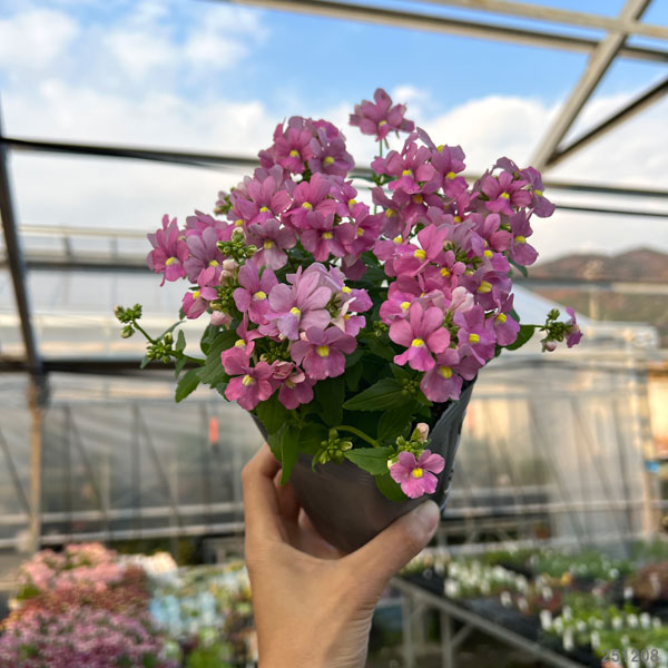 ネメシア：アレンジチェリーピンク3.5号ポット