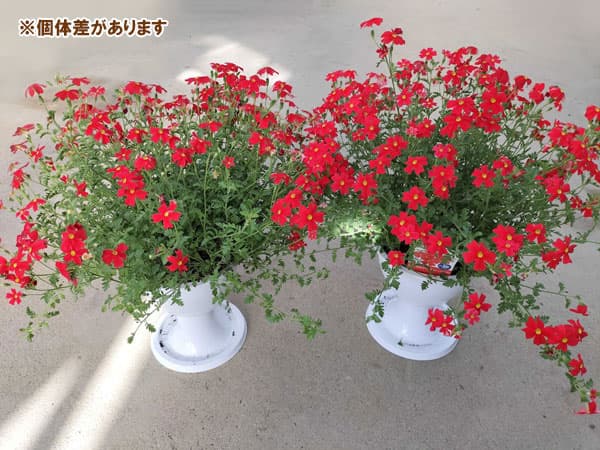 サンブリテニア:スカーレット5号スタンド鉢植え