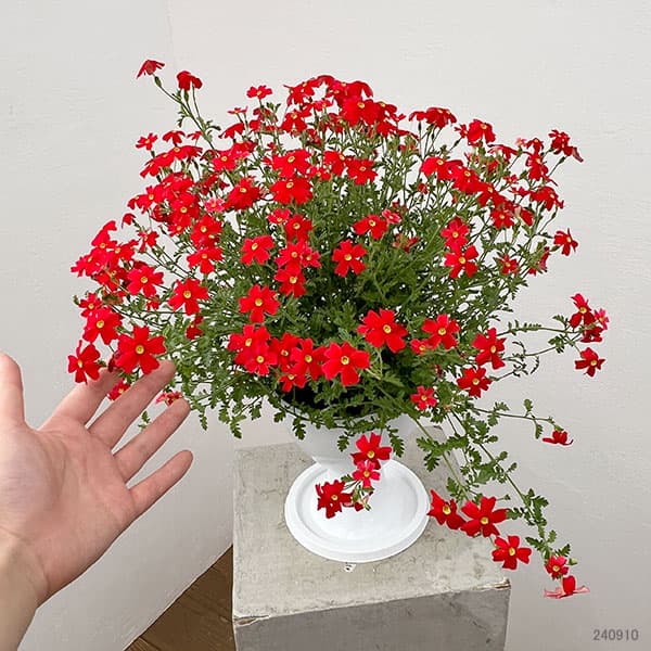 サンブリテニア:スカーレット5号スタンド鉢植え