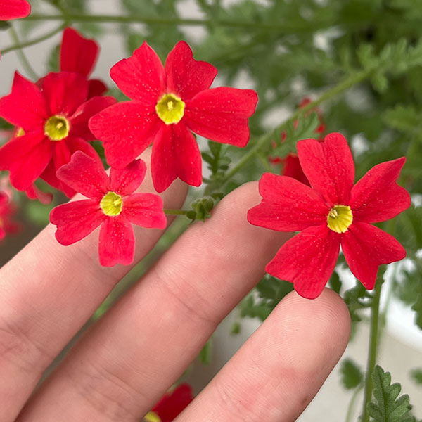 サンブリテニア:スカーレット5号スタンド鉢植え