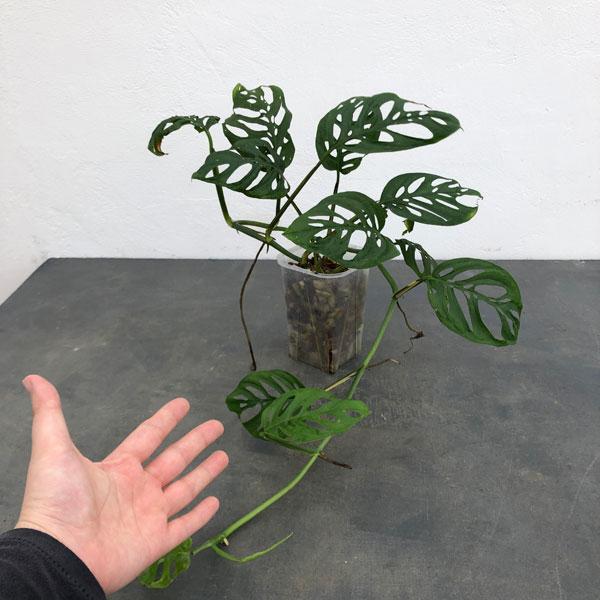 モンステラ：アクミナータ　4号ネガミエルねこチップ植え