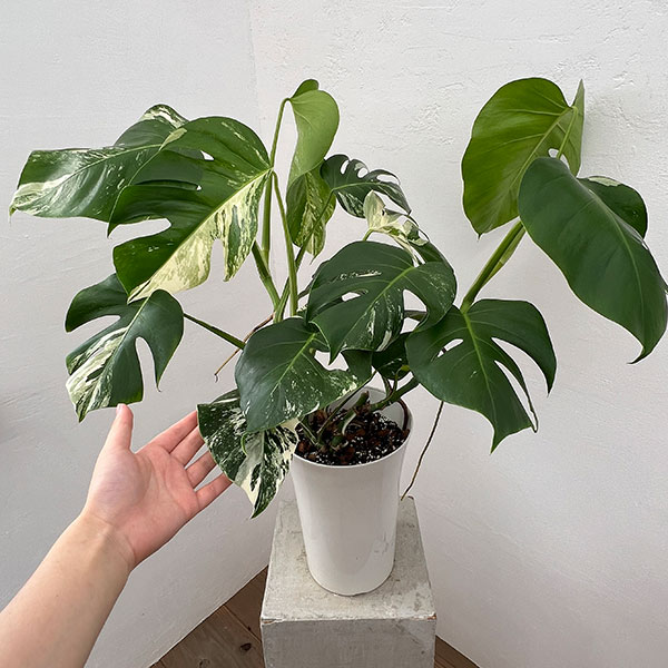 園芸ネット本店｜[ザ・ファームセレクト]モンステラ：斑入り（白斑） 7