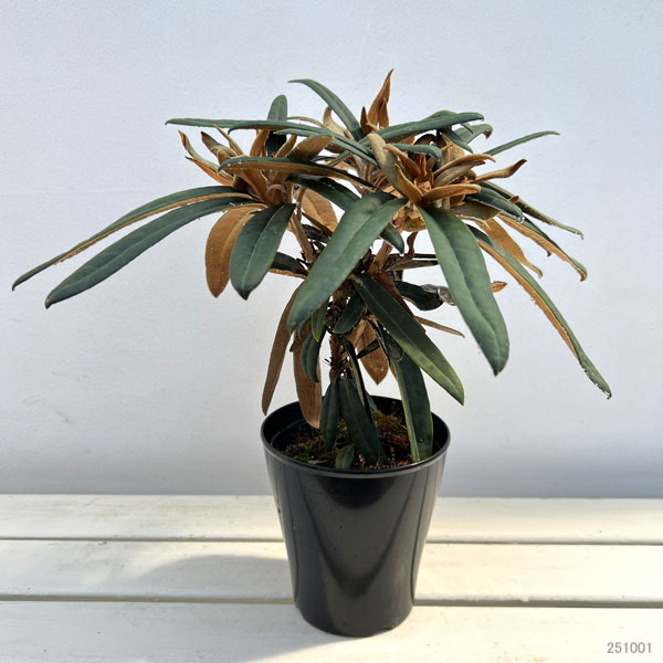 日本シャクナゲ：濃姫（のうひめ）4～5号鉢植え