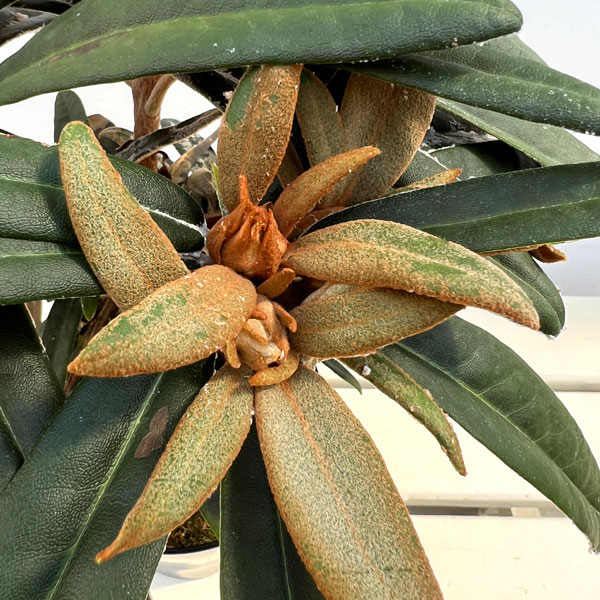 日本シャクナゲ：濃姫（のうひめ）4～5号鉢植え