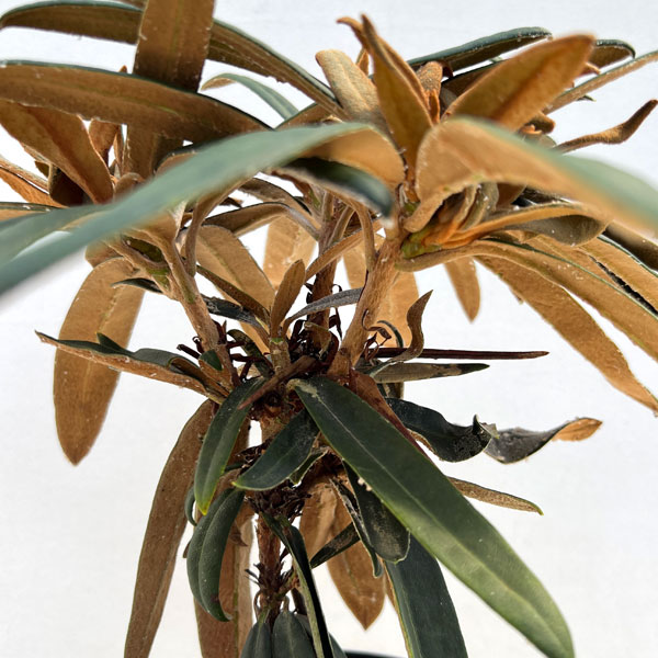 日本シャクナゲ：濃姫（のうひめ）4～5号鉢植え