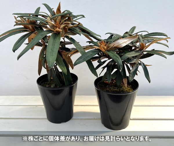 日本シャクナゲ：濃姫（のうひめ）4～5号鉢植え