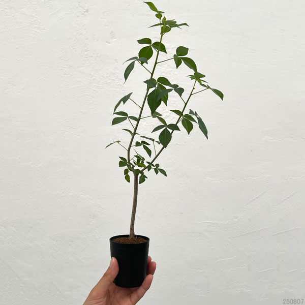 コミフォラ：プトレイフォリア　2.5号鉢植え
