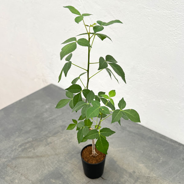 コミフォラ：プトレイフォリア　2.5号鉢植え