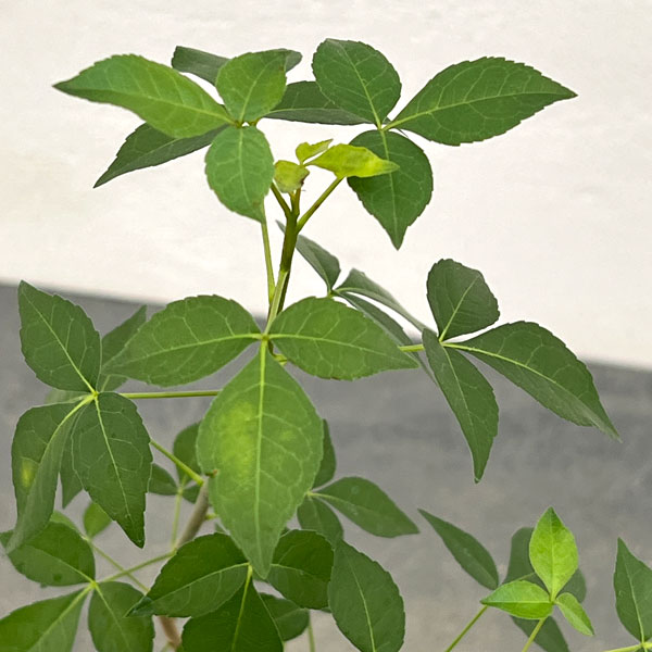 コミフォラ：プトレイフォリア　2.5号鉢植え