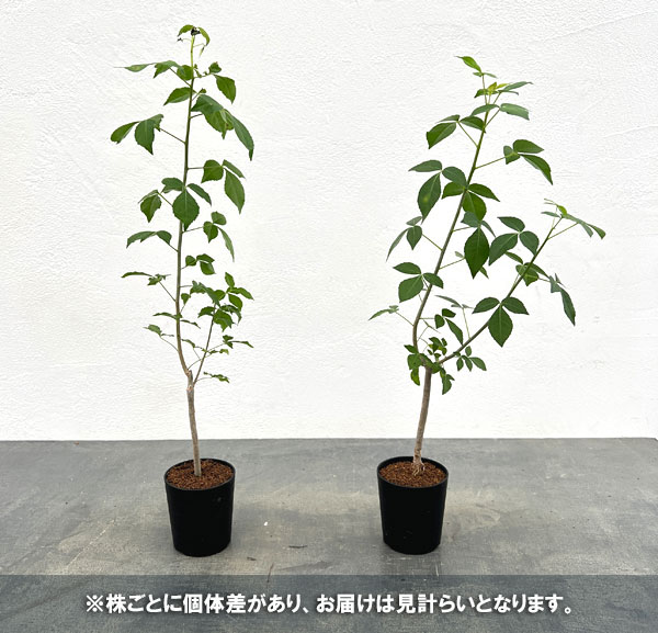 コミフォラ：プトレイフォリア　2.5号鉢植え