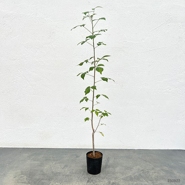 コミフォラ：プトレイフォリア　2.5号鉢植え