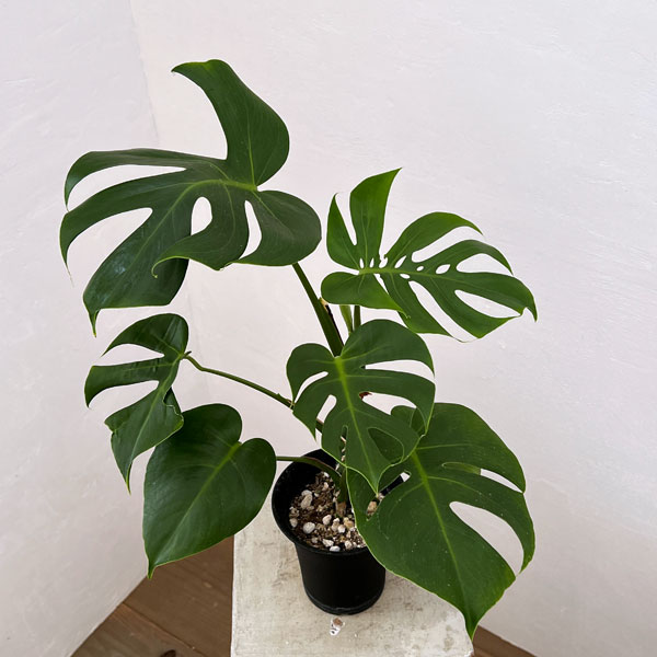 モンステラデリシオーサミューテーション矮性個体