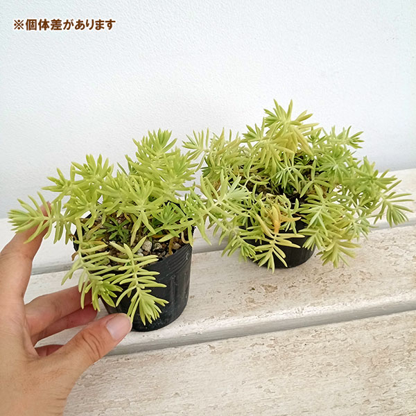 セダム:ゴールドビューティー2.5号ポット