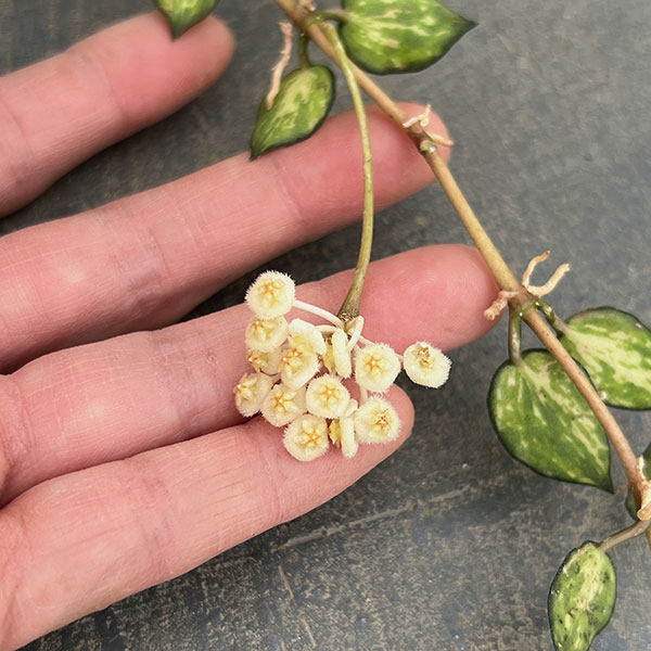 ホヤ：ラクノーサ　ブルーノ（花芽もしくは花座付）　3号吊り鉢
