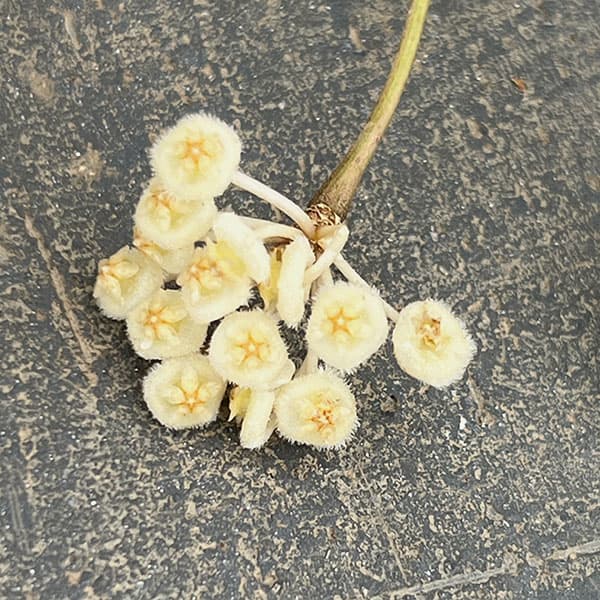 ホヤ：ラクノーサ　ブルーノ（花芽もしくは花座付）　3号吊り鉢