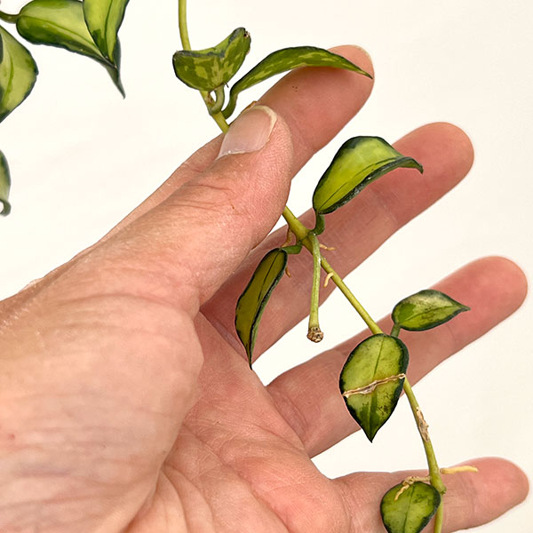 ホヤ：ラクノーサ　ブルーノ（花芽もしくは花座付）　3号吊り鉢