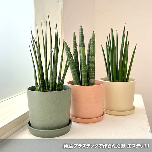 エステリ11P（直径11cm）ピンク／83106