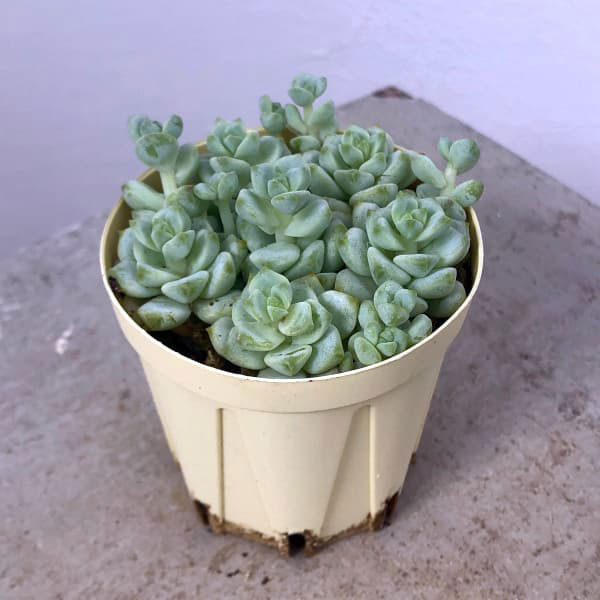 セダム：ペレスデラロサエ　2号プラ鉢植え