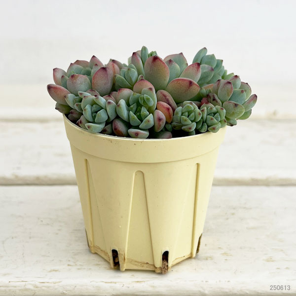 セダム：ペレスデラロサエ　2号プラ鉢植え