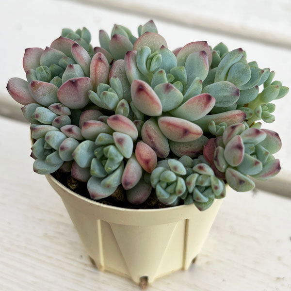セダム：ペレスデラロサエ　2号プラ鉢植え