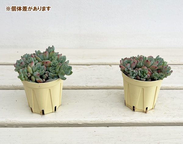 セダム：ペレスデラロサエ　2号プラ鉢植え