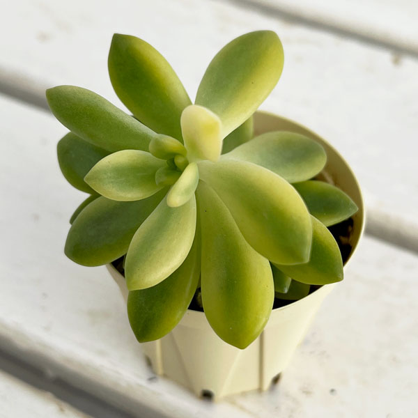 セダム：シャンパンライム　2号プラ鉢植え