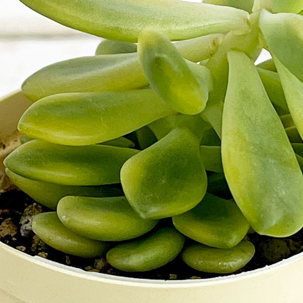 セダム：シャンパンライム　2号プラ鉢植え