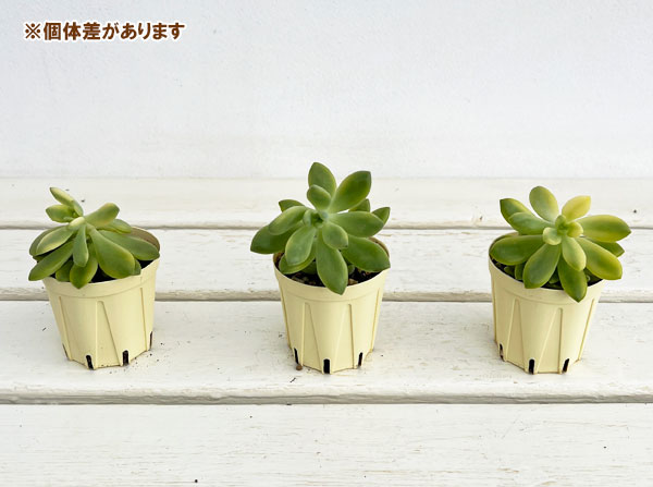セダム：シャンパンライム　2号プラ鉢植え