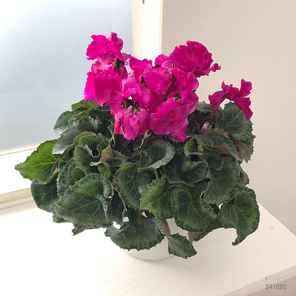 シクラメン:ひらり むらさき5号鉢植え