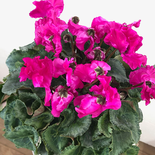シクラメン:ひらり むらさき5号鉢植え