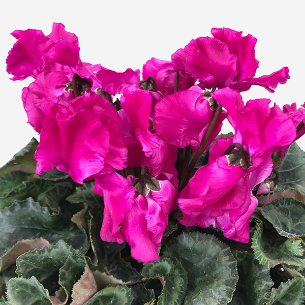 シクラメン:ひらり むらさき5号鉢植え