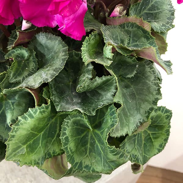 シクラメン:ひらり むらさき5号鉢植え