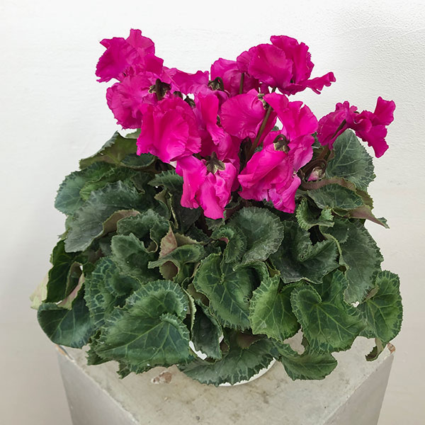 シクラメン:ひらり むらさき5号鉢植え