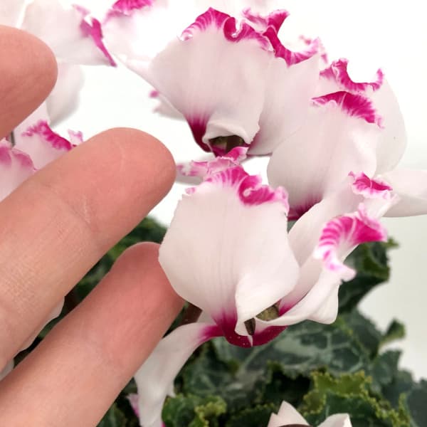 シクラメン:アブソリュ ドゥ モレル5号鉢植え