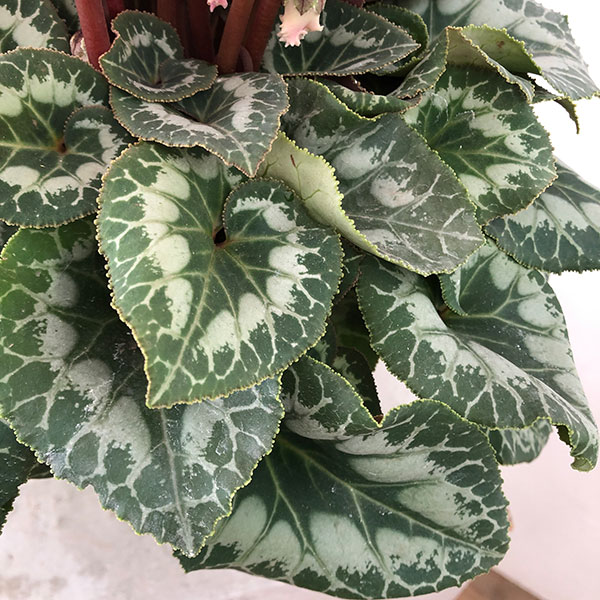 シクラメン:ハリオス カーリーインディアンローズ5号鉢植え