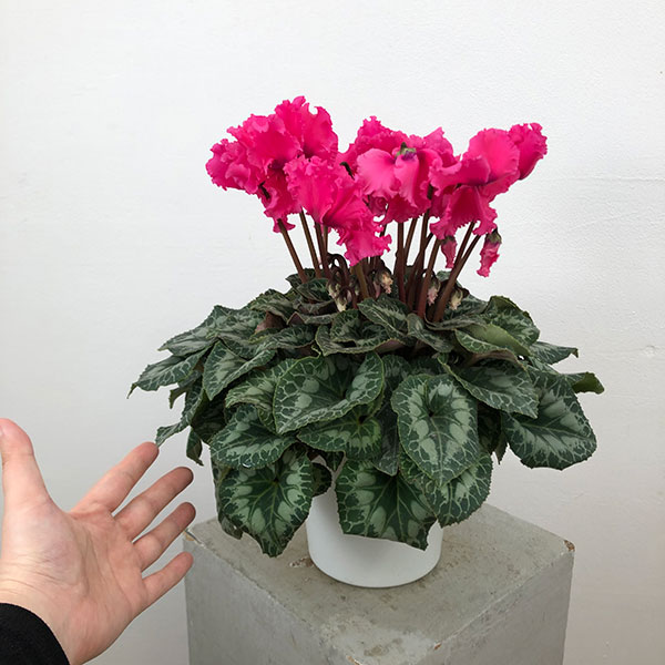 シクラメン:ハリオス カーリーインディアンローズ5号鉢植え