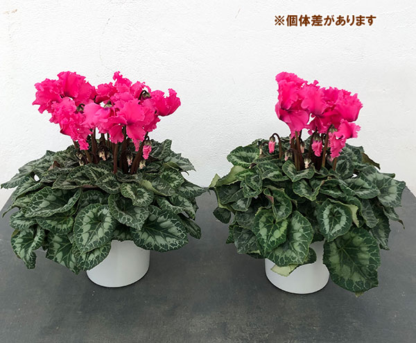 シクラメン:ハリオス カーリーインディアンローズ5号鉢植え