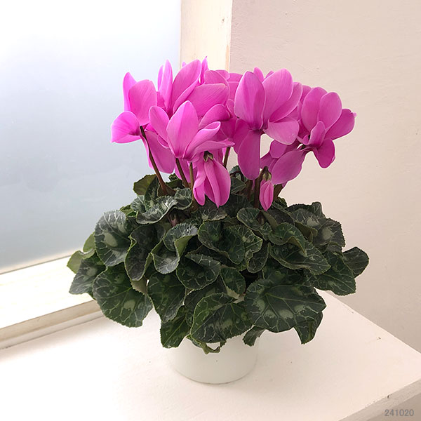 シクラメン:ハリオス ラベンダー5号鉢植え