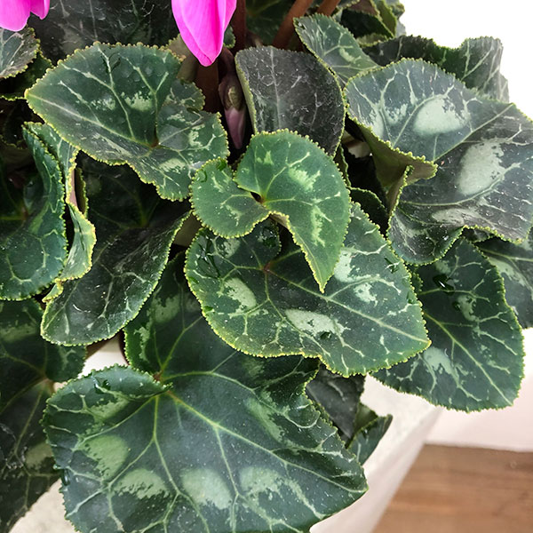シクラメン:ハリオス ラベンダー5号鉢植え